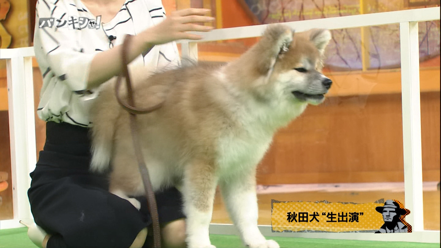 夏目三久アナ　秋田犬と遊ぶ